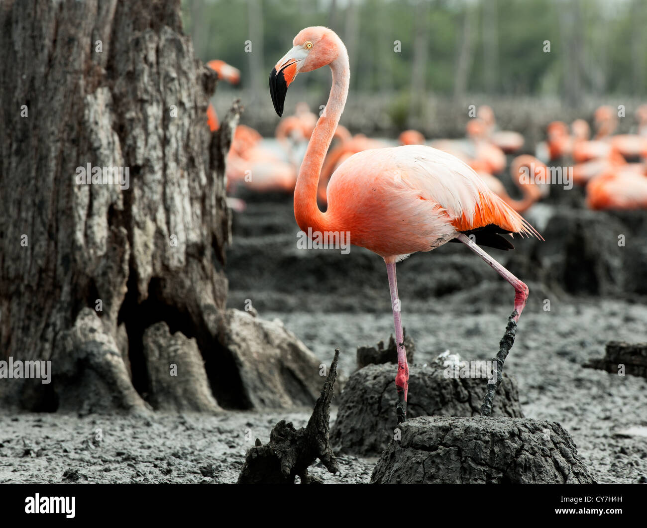 Caribbean flamingo and nest Stock Photo