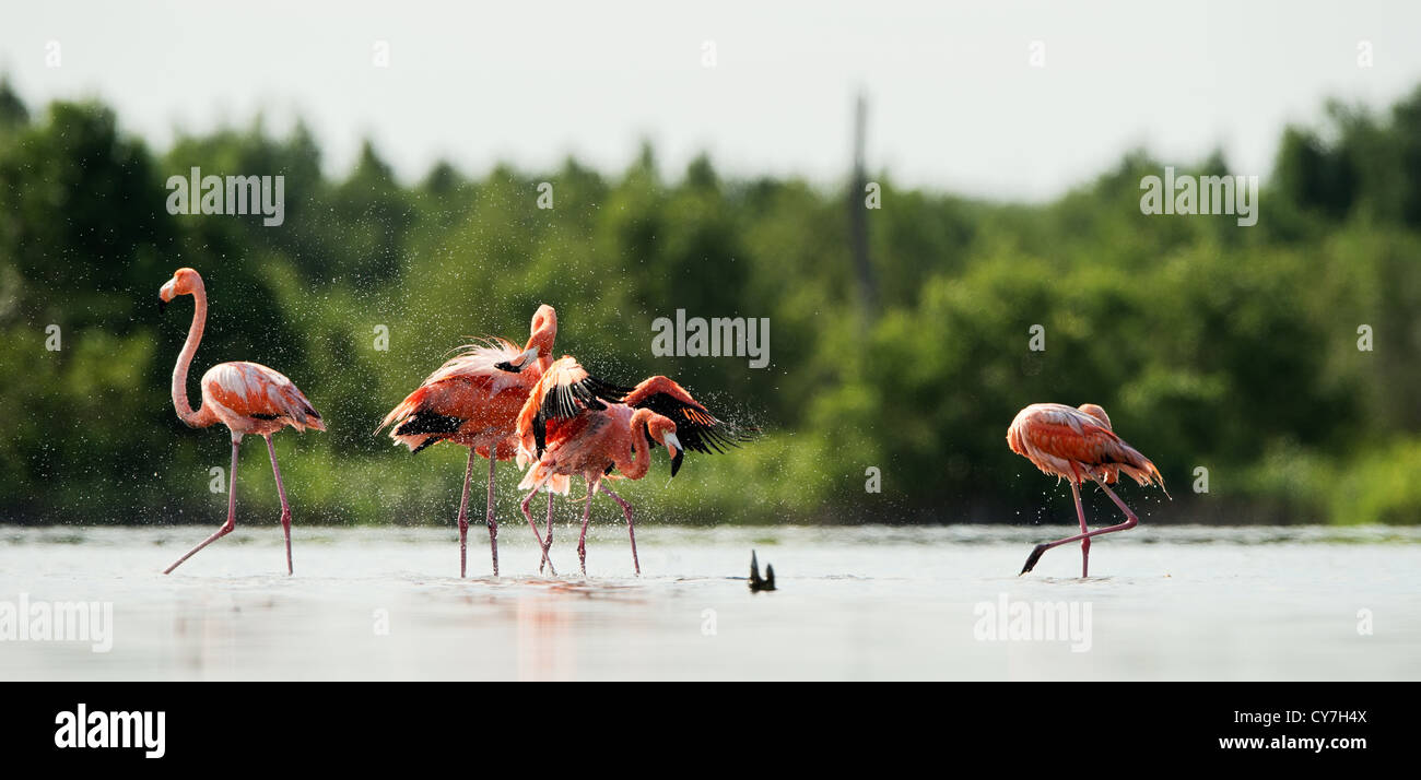 Caribbean flamingo Stock Photo