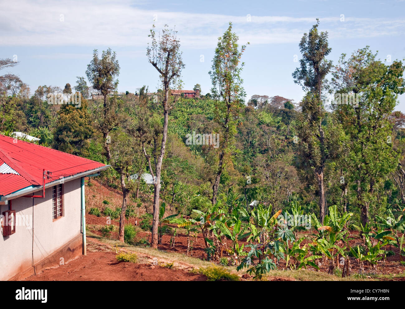 Coffee Plantation in the Kilimanjaro Region of Tanzania;East Africa