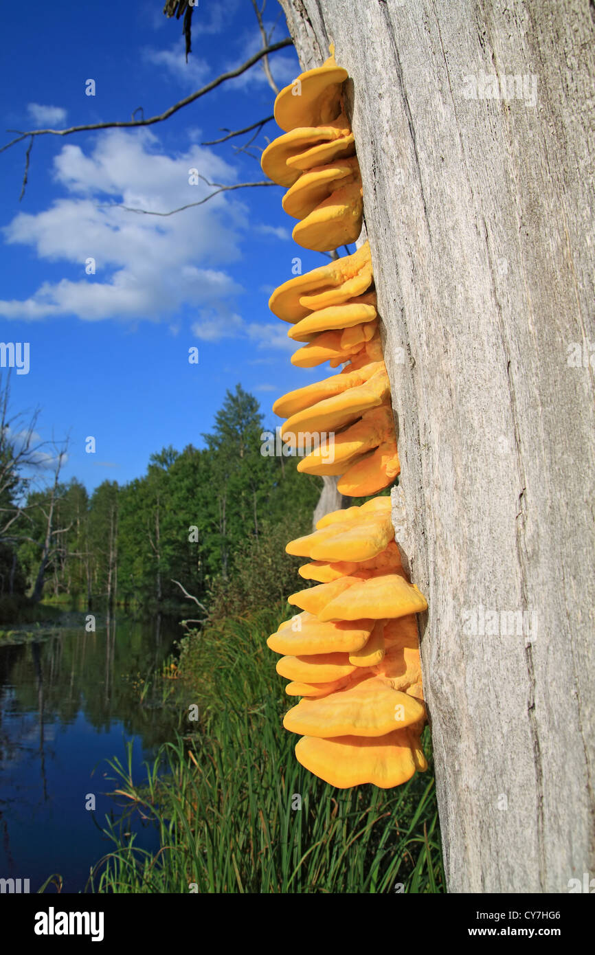 yellow mushrooms on dry tree Stock Photo Alamy