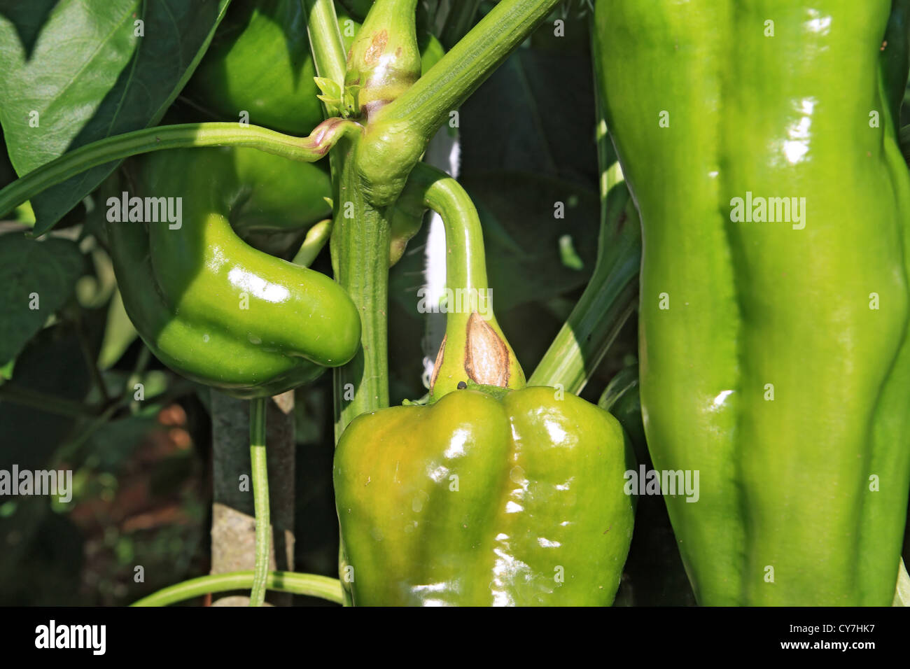 green pepper on branch in hothouse Stock Photo