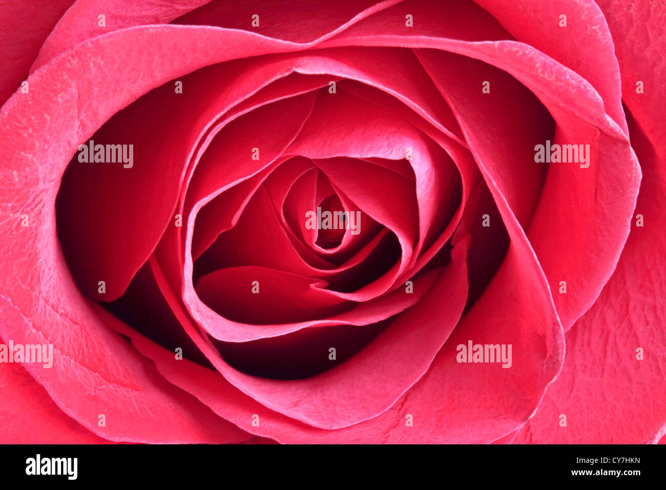 Close up from a red rose Stock Photo - Alamy