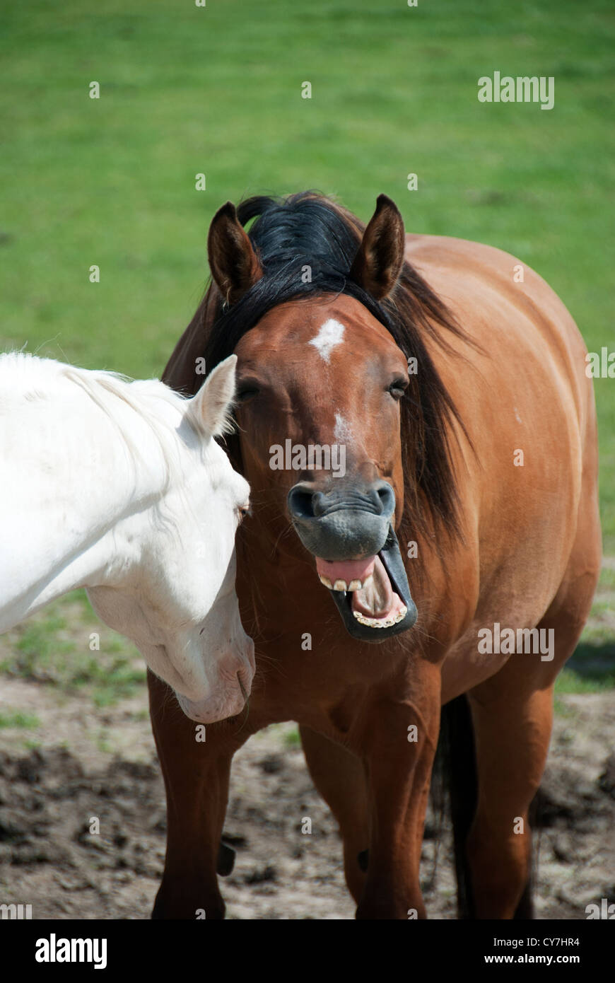 Playful horses. Stock Photo