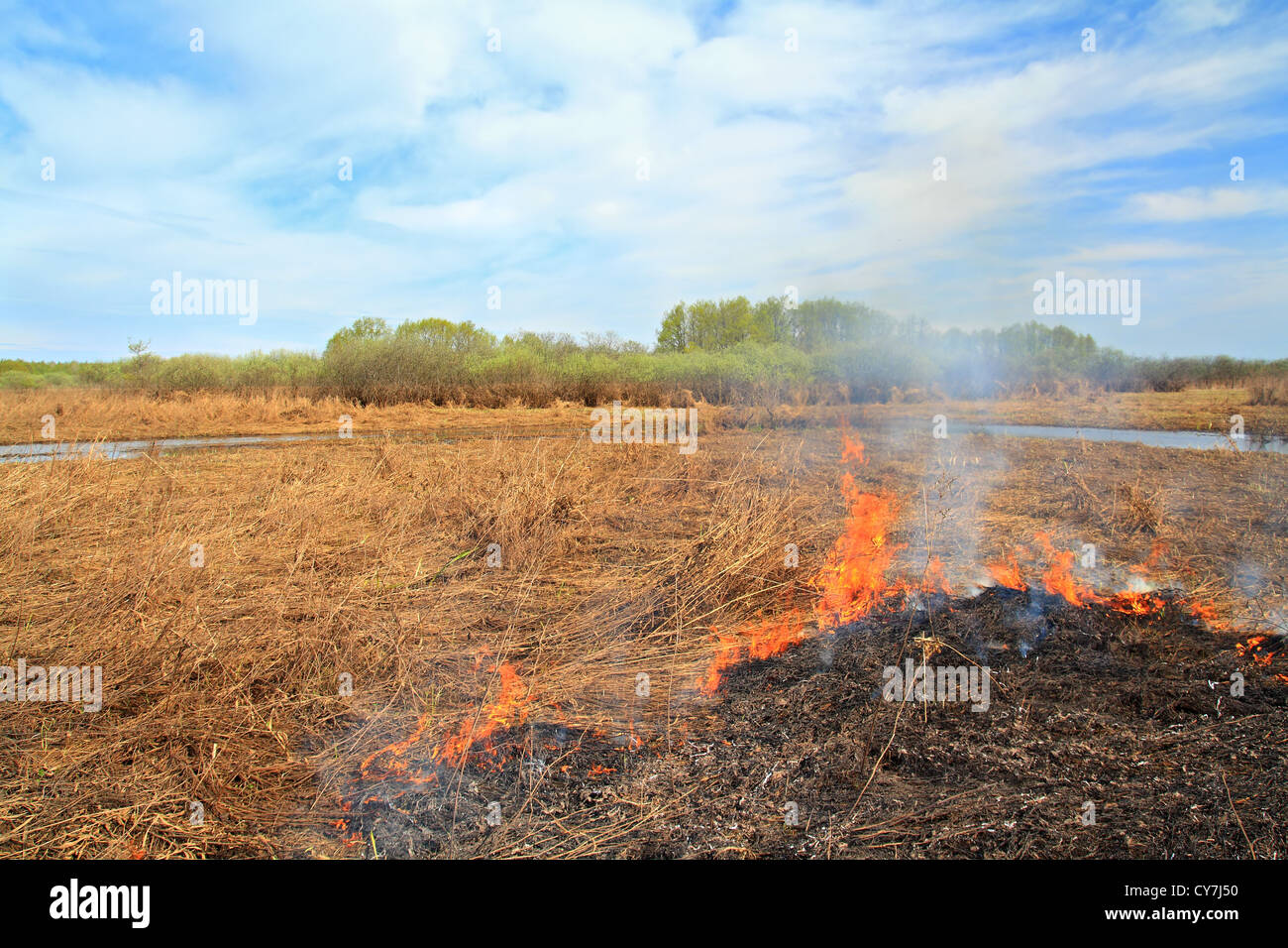 fire in herb near oak wood Stock Photo Alamy