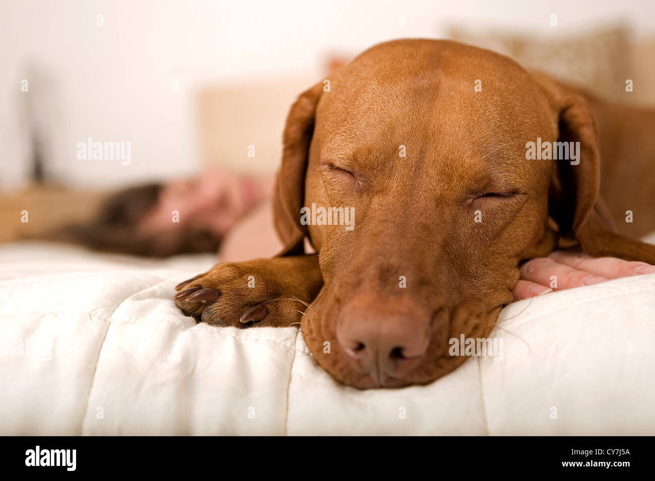 dog and human taking a nap on the bed Stock Photo