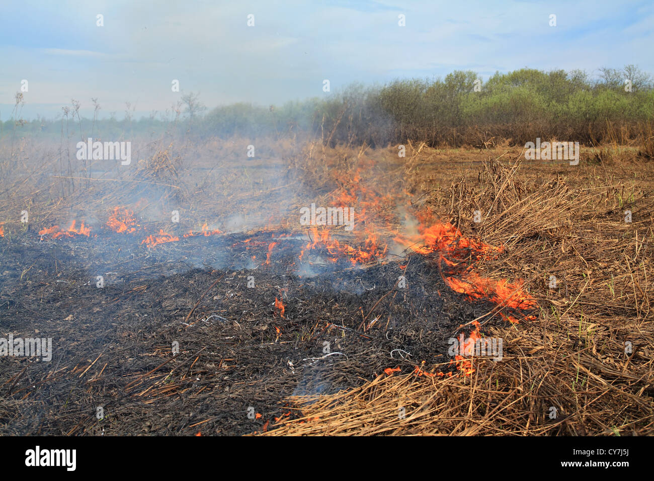 fire in herb near oak wood Stock Photo Alamy
