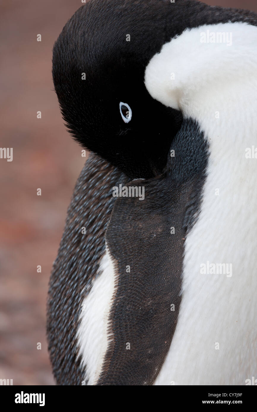 Adelie Penguin (Pygoscelis adeliae) resting on Paulet Island ...