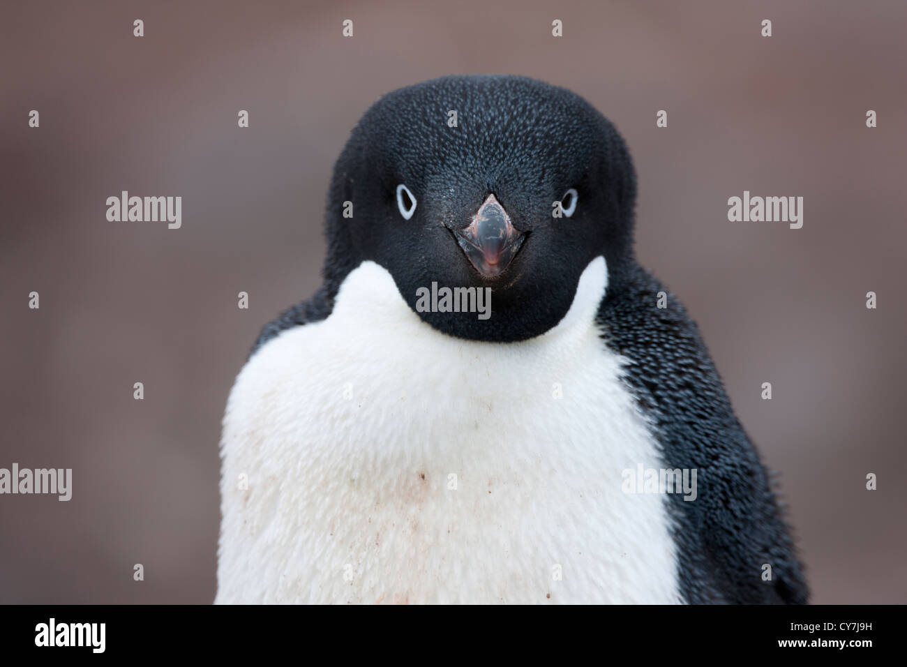 Adelie Penguin (Pygoscelis adeliae) resting on Paulet Island ...