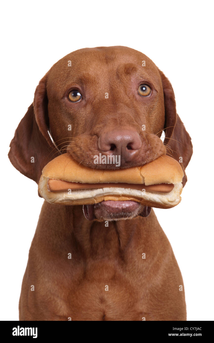dog holding real hot dog in mouth on white background Stock Photo Alamy