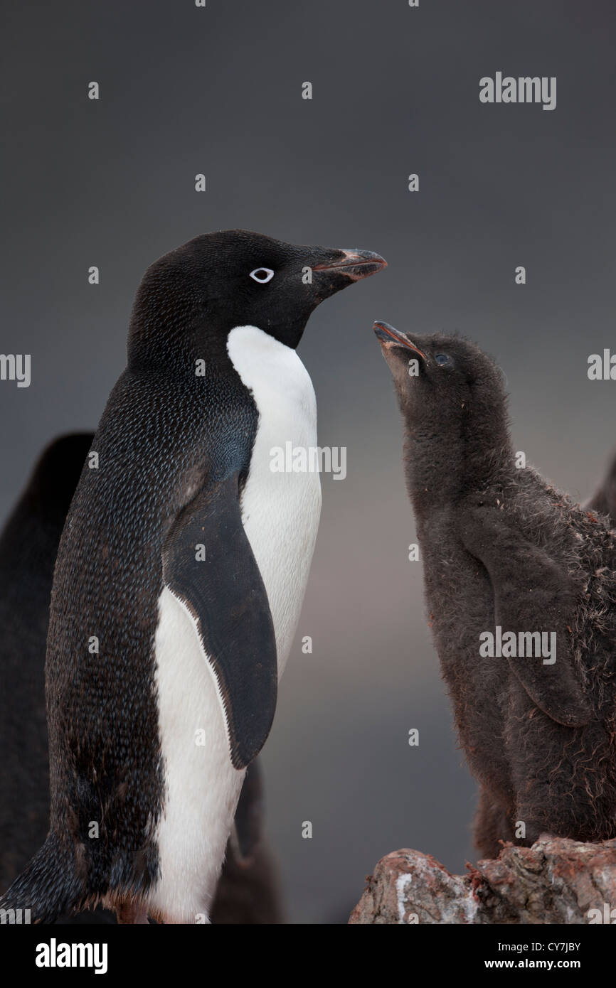 Adult adelie penguins hi-res stock photography and images - Alamy