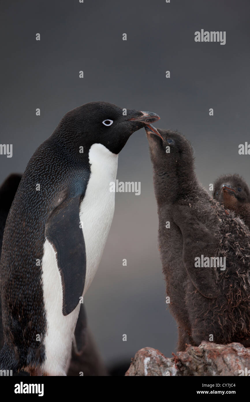 Adult adelie penguins hi-res stock photography and images - Alamy