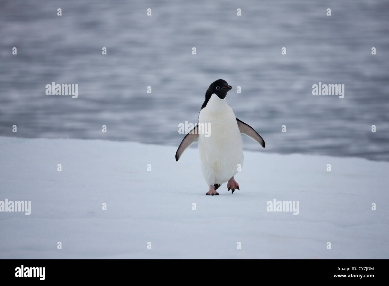 Adelie Penguin (Pygoscelis adeliae) on an ice floe off Paulet Island ...