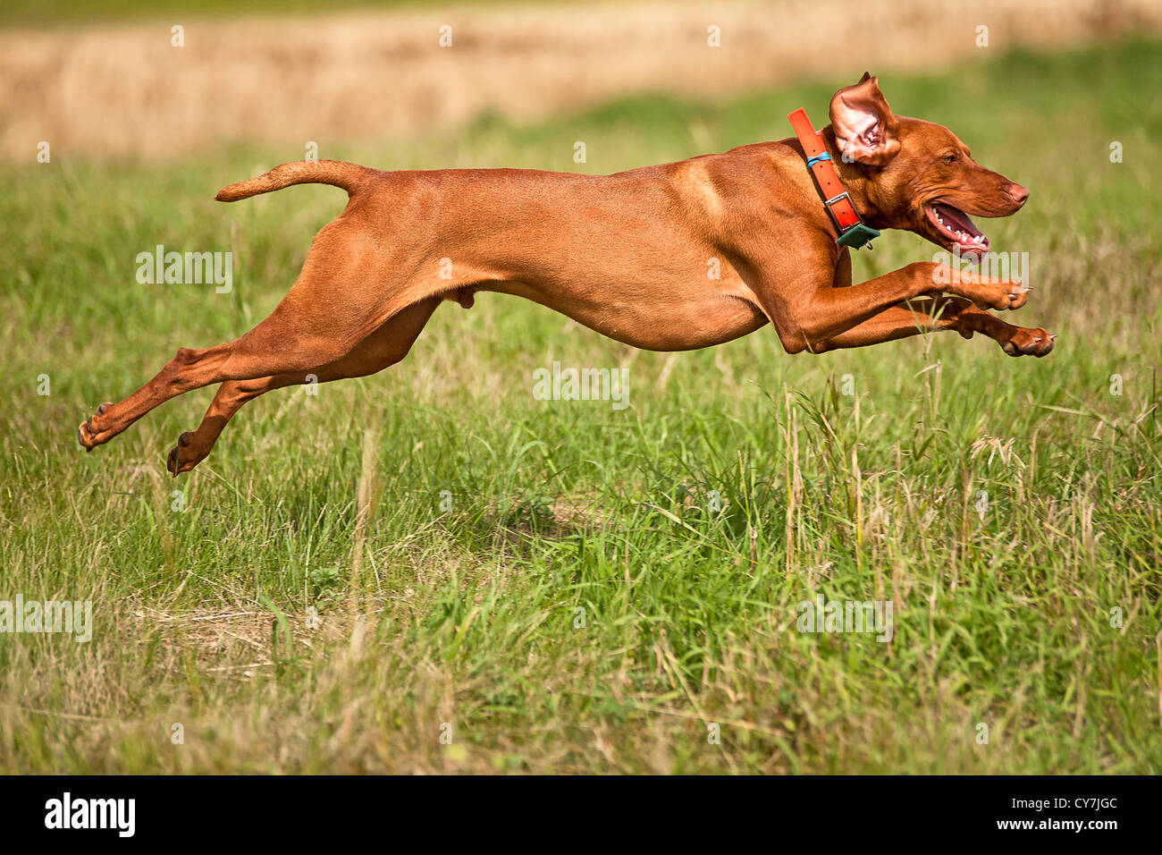 pointing dog jumping outdoors Stock Photo Alamy