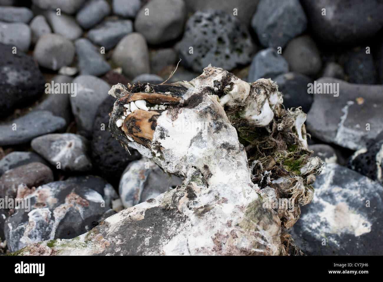 Seal carcass on Paulet Island, Antarctica. Stock Photo
