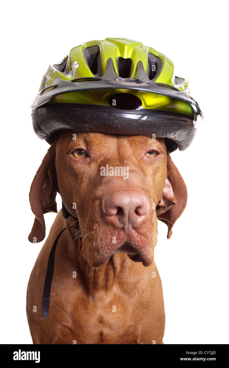 dog wearing bicycle helmet on white background Stock Photo - Alamy