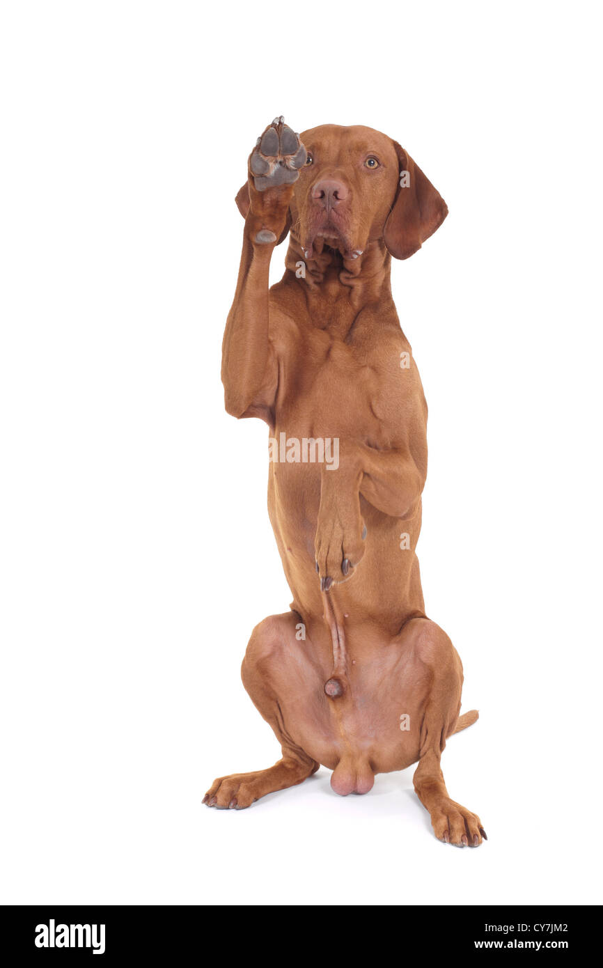 dog sitting on white background raising one paw in air Stock Photo
