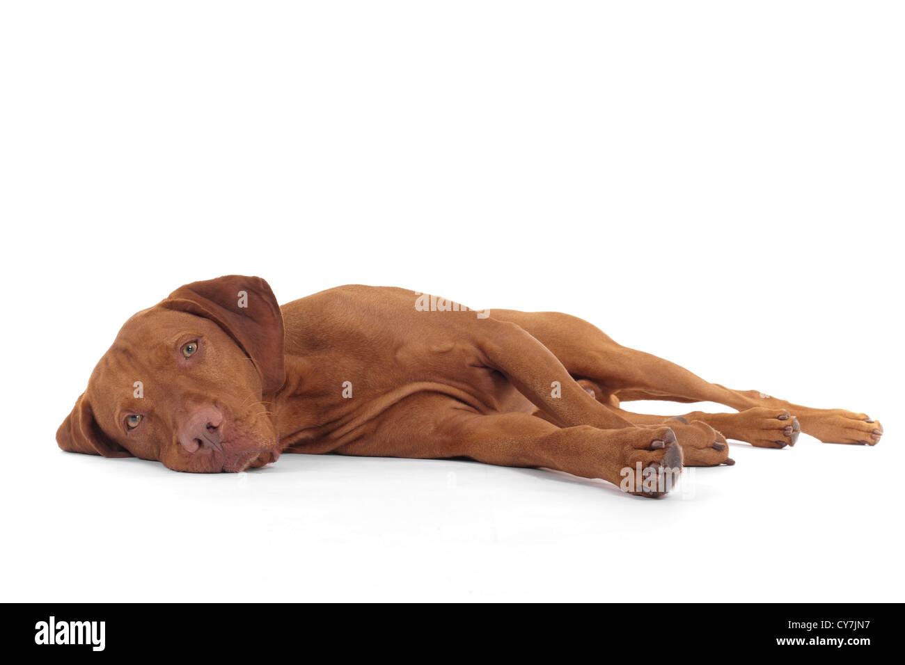 Why Does My Dog Lay On His Side