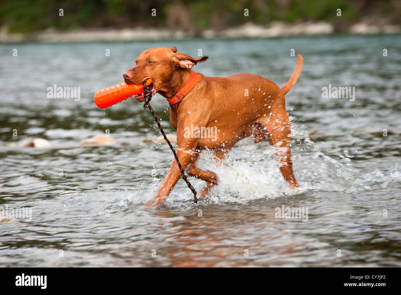 dog retrieving dummy from water Stock Photo