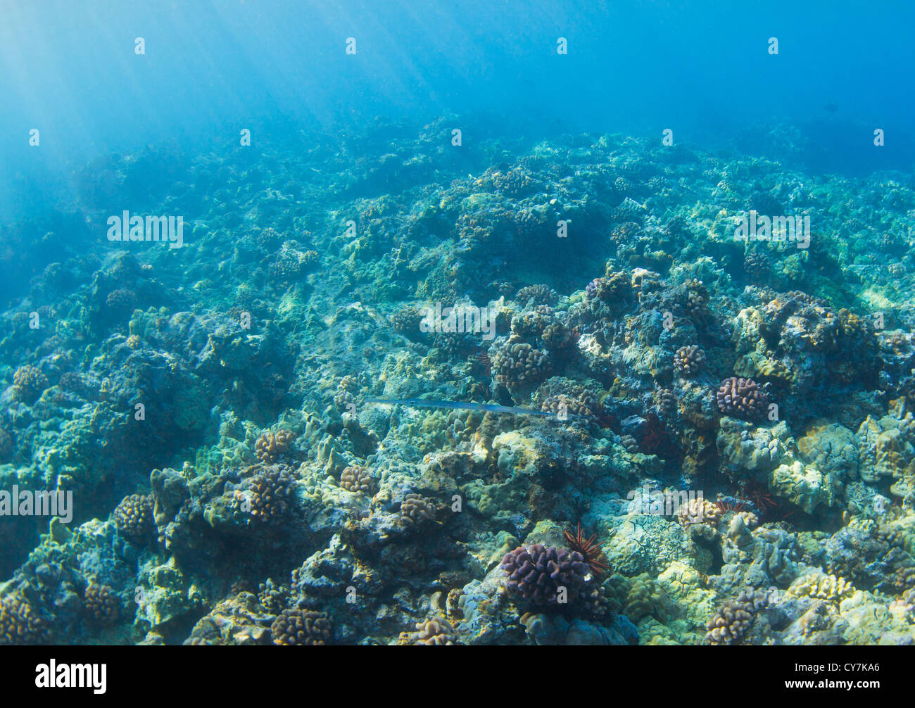 Coral Reef Underwater in Hawaii Stock Photo