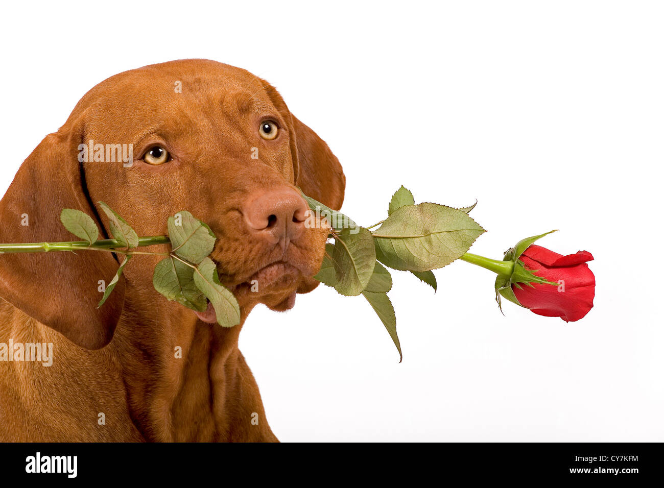 Why Do Dogs Mouth Turn Red