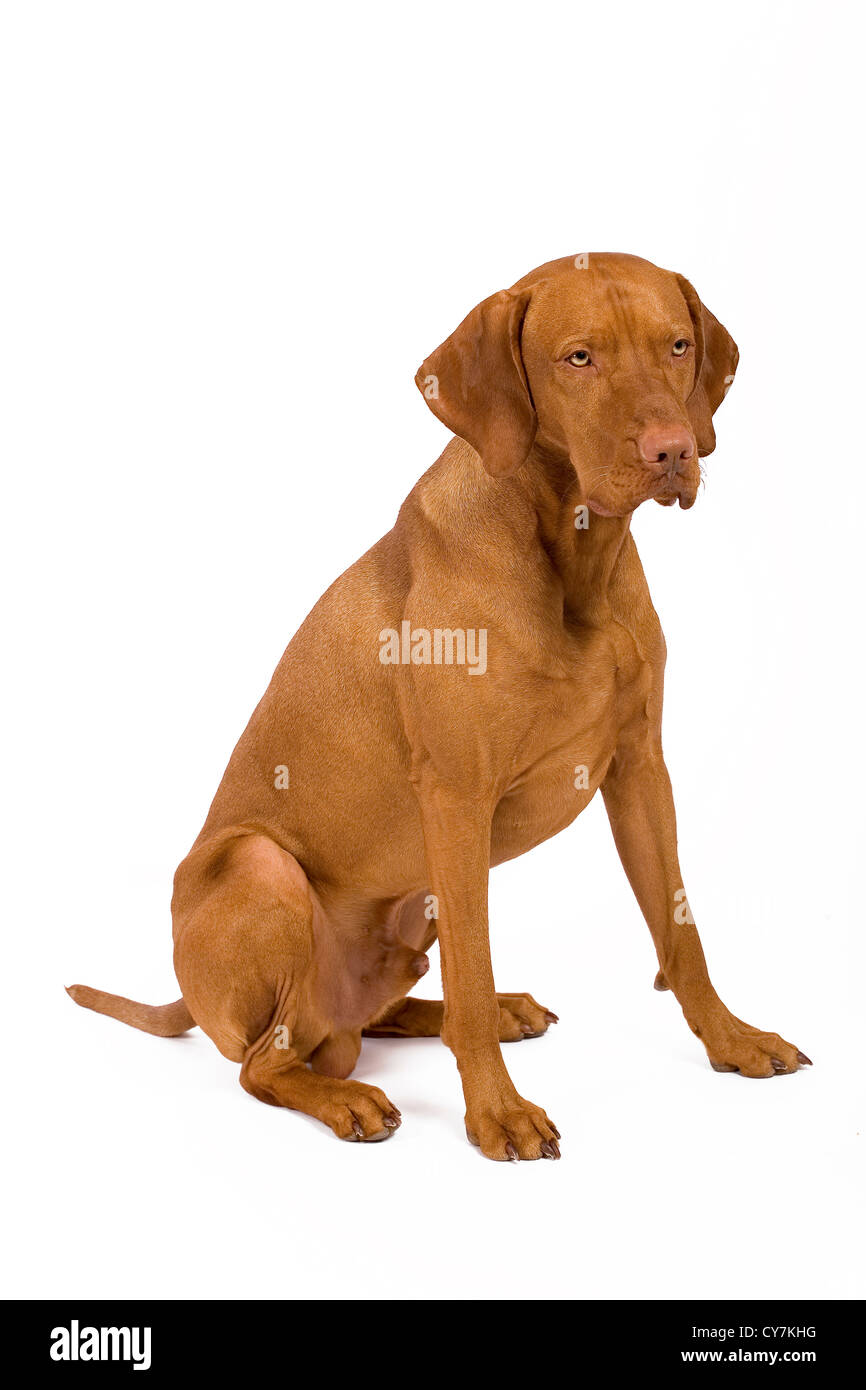 vizsla dog sitting on command in studio Stock Photo