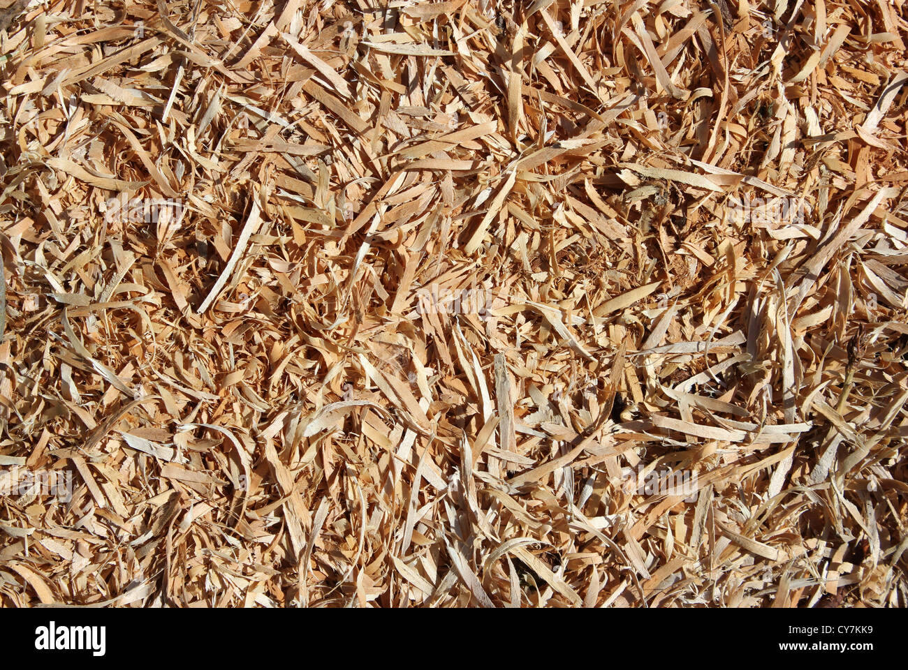 Wooden chips on the floor - closeup background Stock Photo
