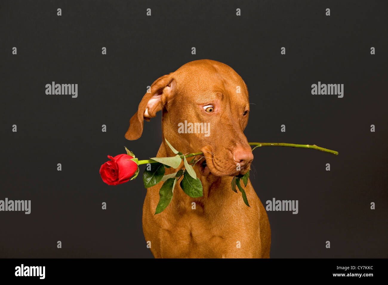 dog holding stem of red rose in mouth Stock Photo - Alamy