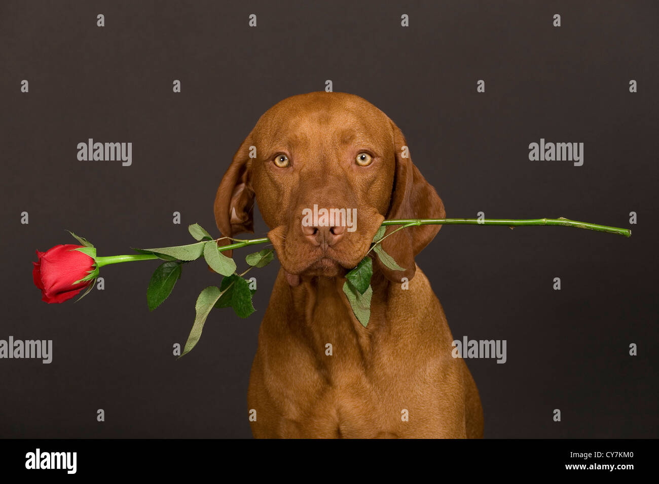 pure breed dog holding rose stem in mouth Stock Photo