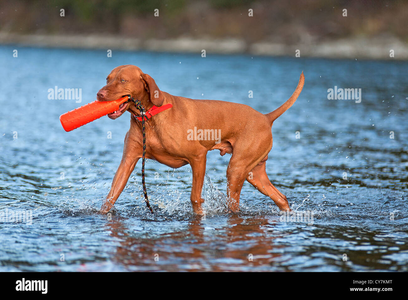hunting dog retrieving dummy from water Stock Photo