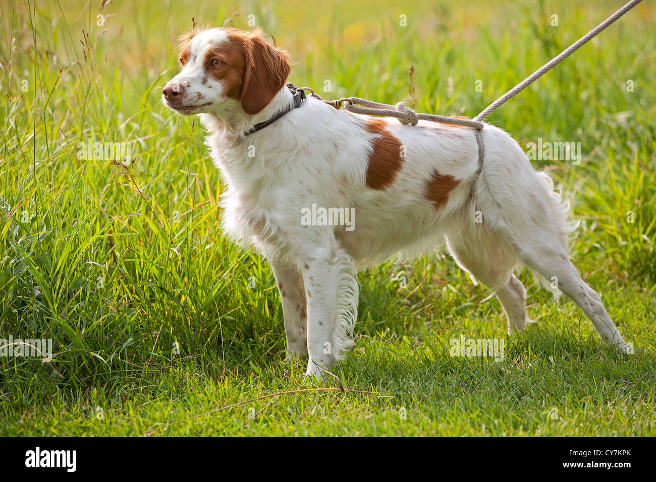 field work with Brittany spaniel Stock Photo