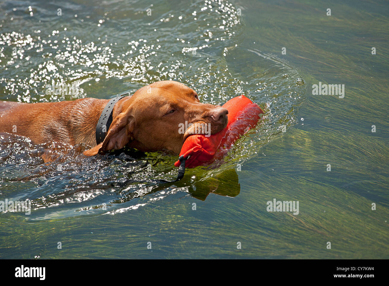Hungarian vizsla hunting dog retrieving dummy from water Stock Photo