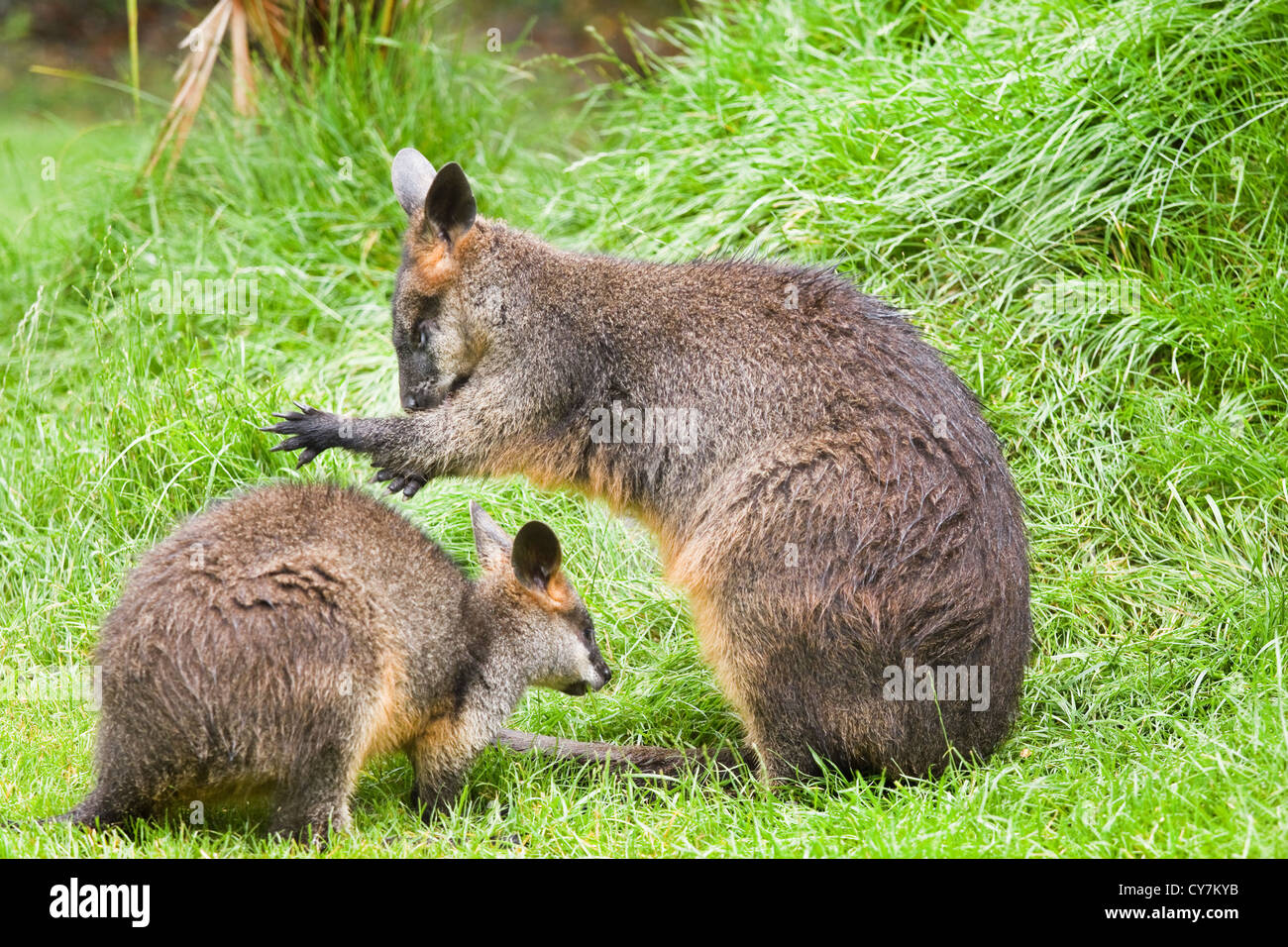 Swamp wallabies in high grass on rainy day in summer Stock Photo