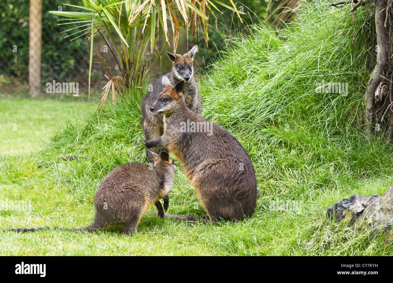 Three Swamp wallabies in park on rainy day in summer Stock Photo
