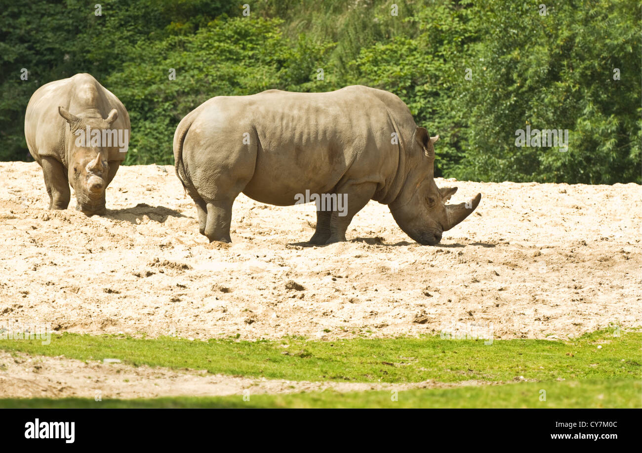 Largest species of rhinoceros hi-res stock photography and images - Alamy