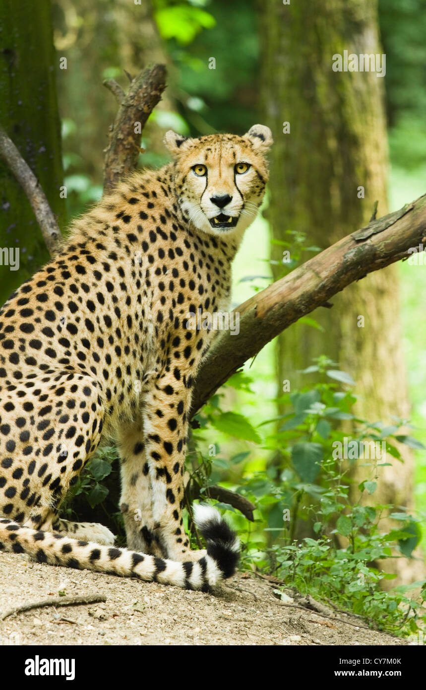 Cheetah or Acinonyx jubatus sitting under trees Stock Photo