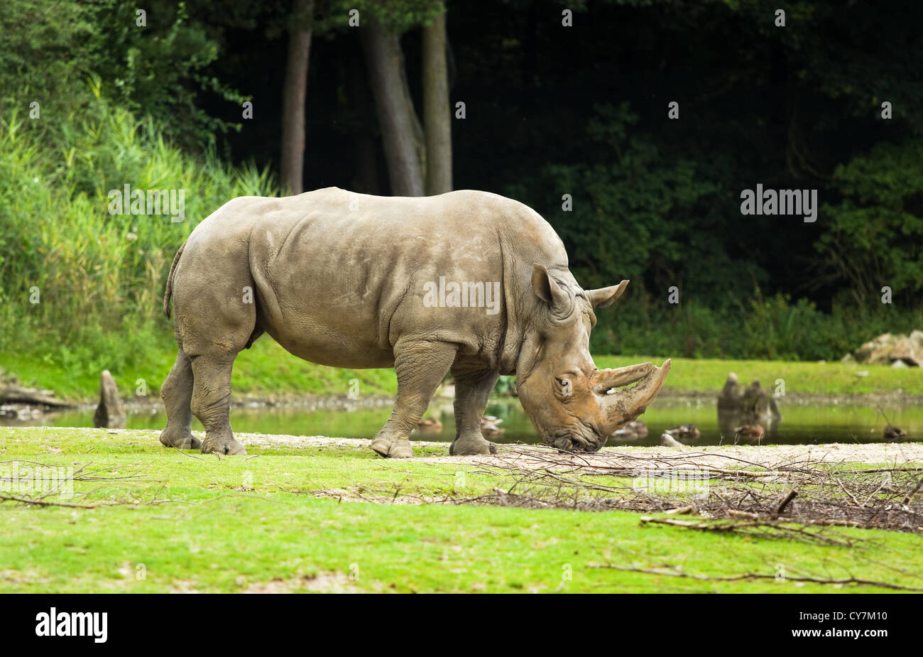 White rhinoceros or Ceratotherium simum - biggest rhinoceros - endangered species Stock Photo