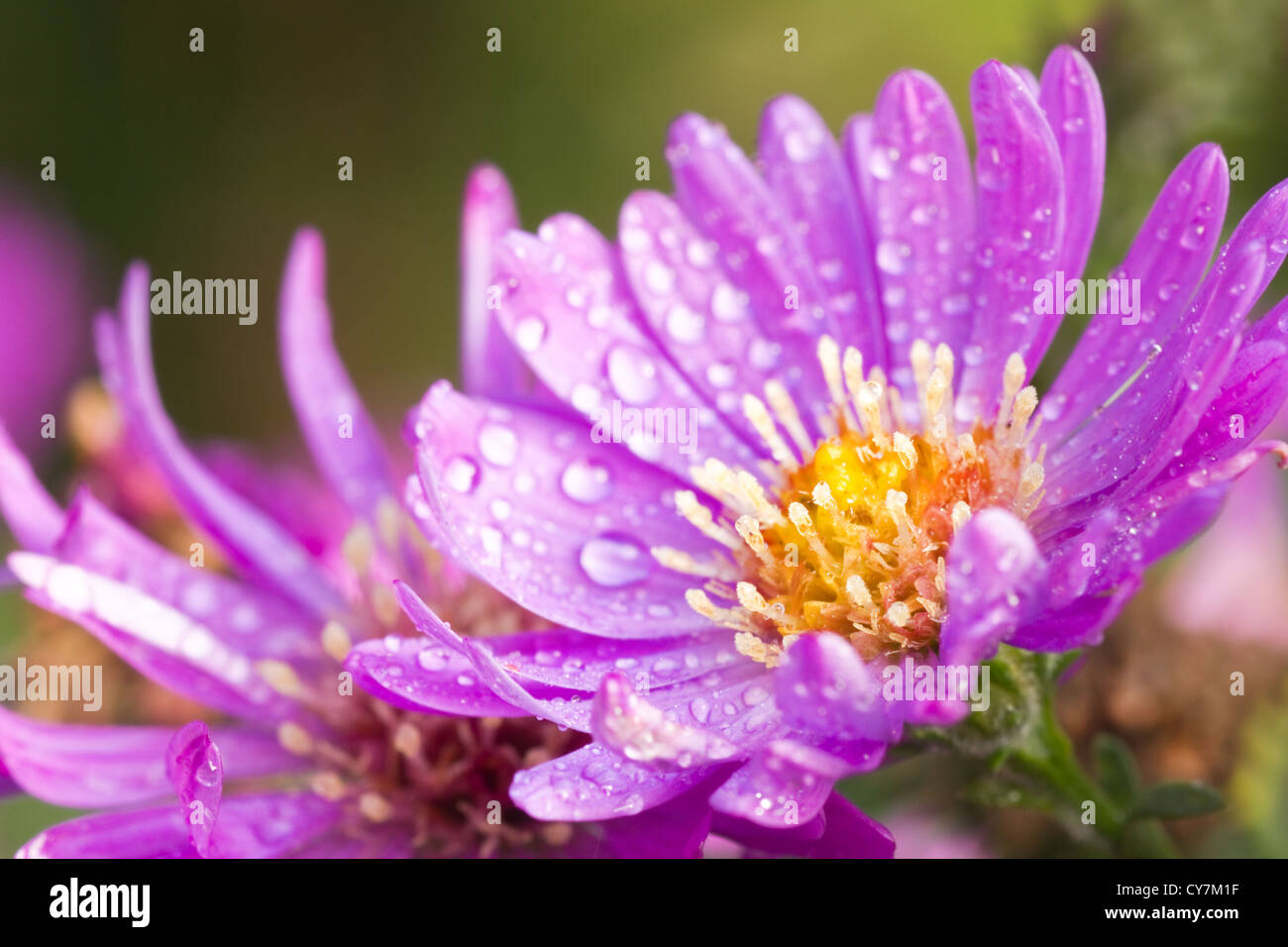 New York aster or Michaelmas daisy with waterdrops flowering in autumn sunshine Stock Photo