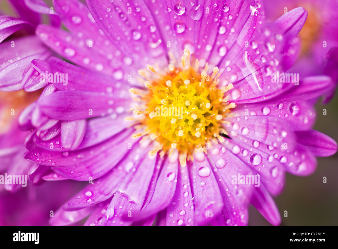 Close up of New York aster or Michaelmas daisy flowering in autumn sunshine Stock Photo