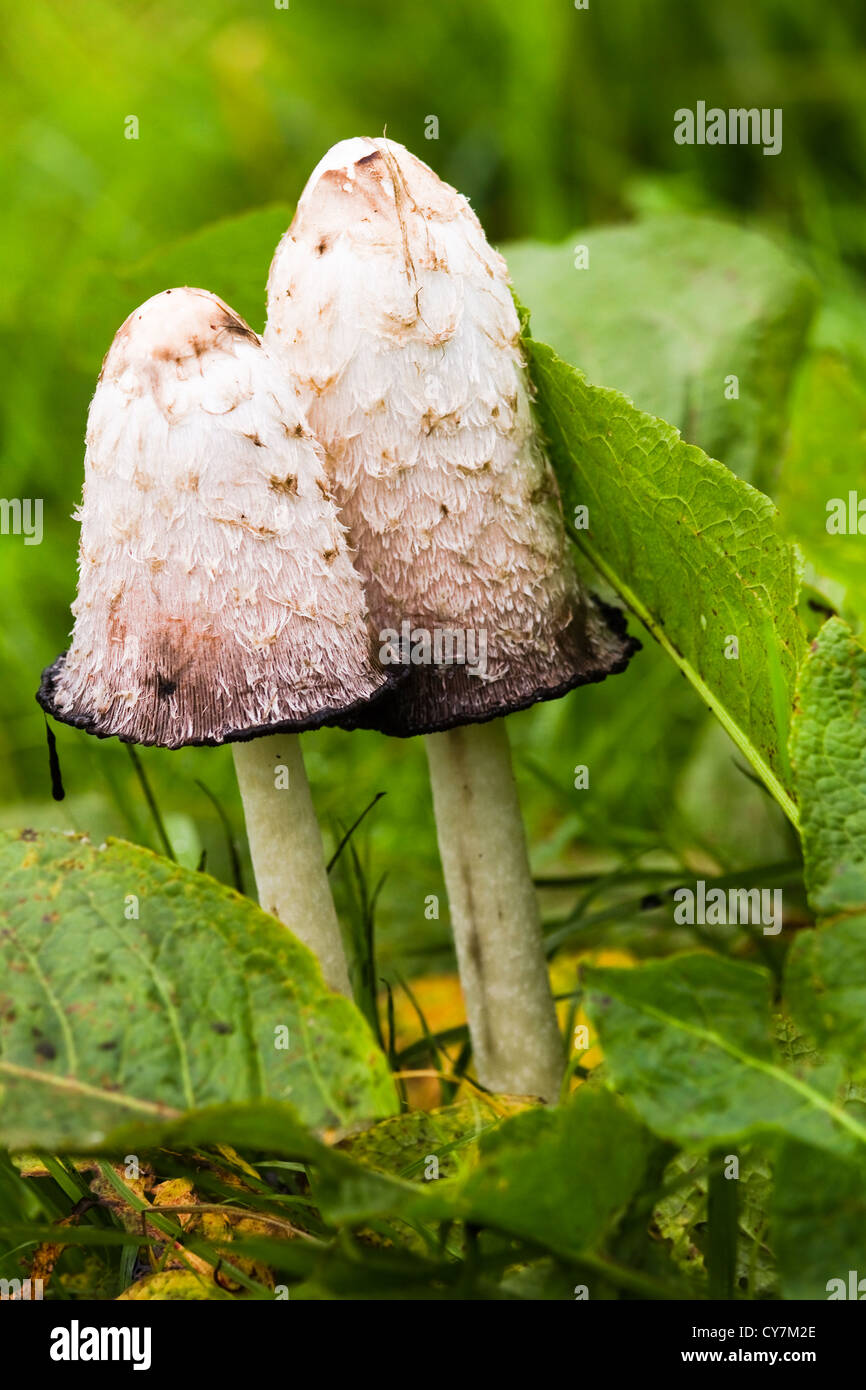 Mushroom Shaggy ink cap, Lawyer's wig, Shaggy mane or Coprinus comatus with Common sorrel in grassland in autumn Stock Photo