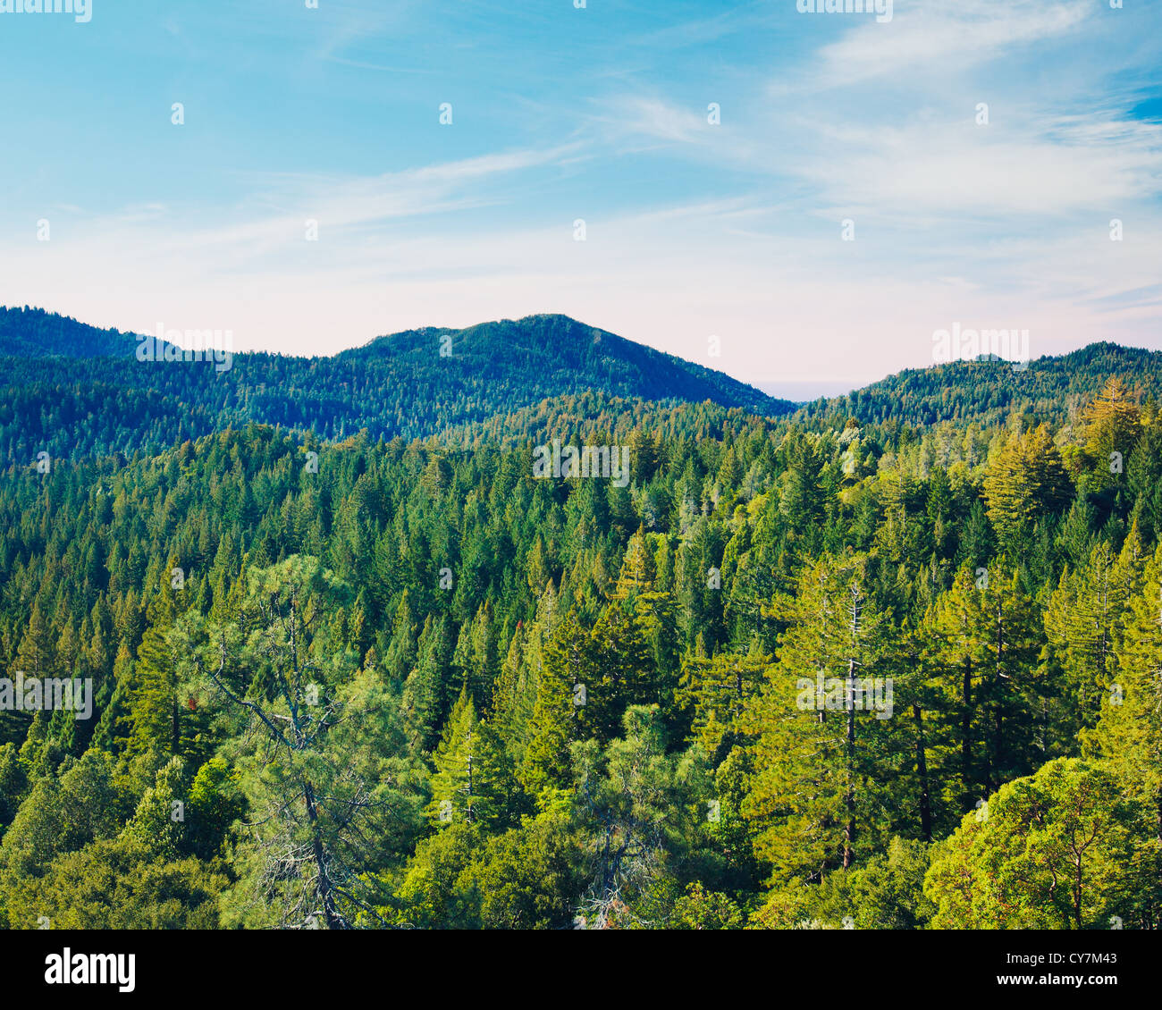 Aerial view of a tropical Forest Stock Photo