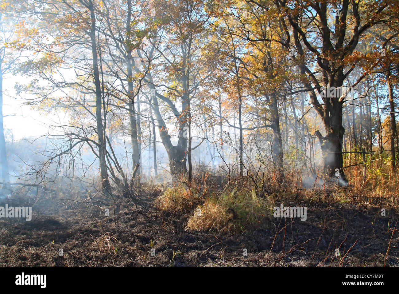 smoke after fire in oak wood Stock Photo Alamy