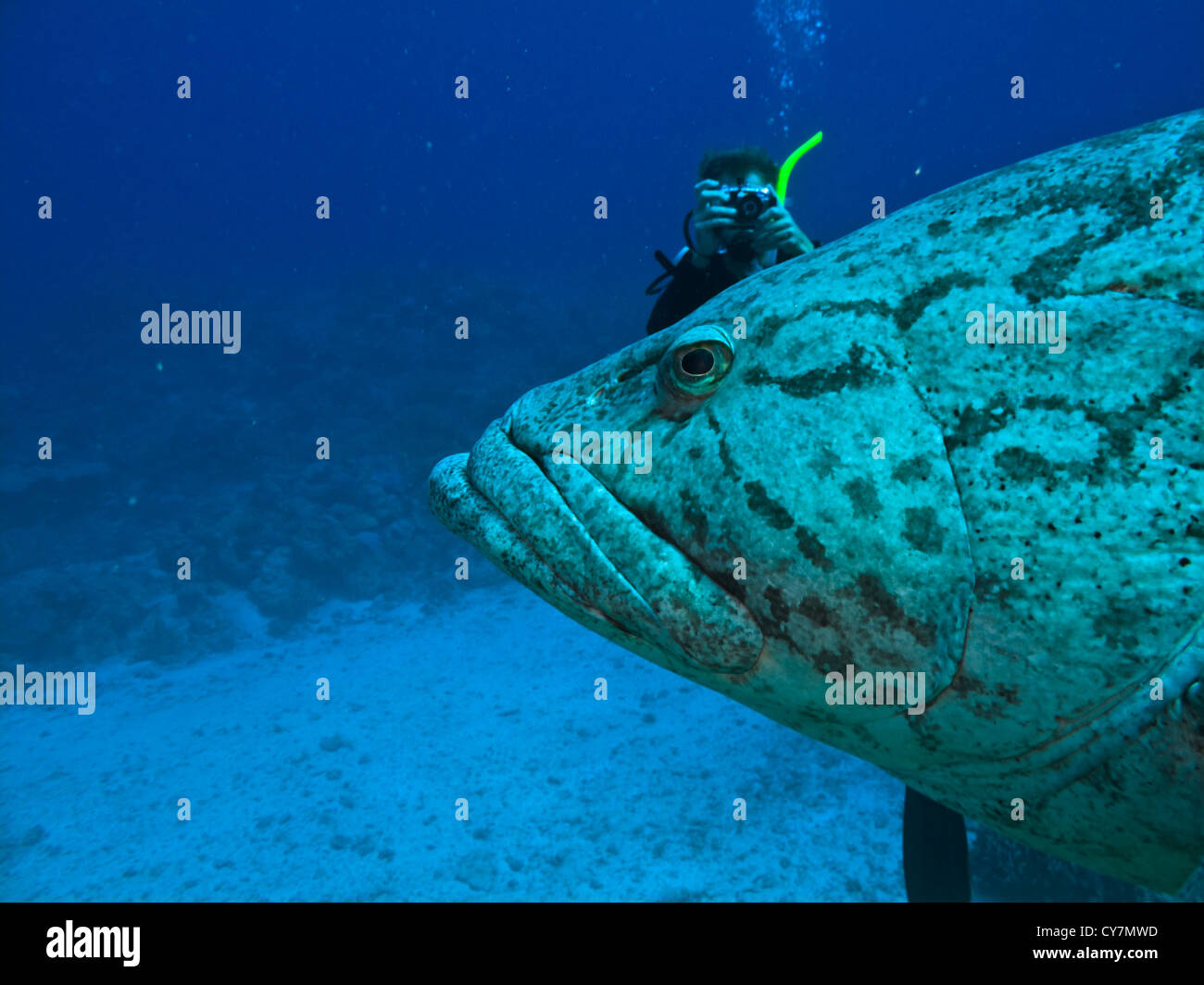 Giant Potato Cod (Epinephelus tukula) head with photographer on Great Barrier Reef Australia Stock Photo