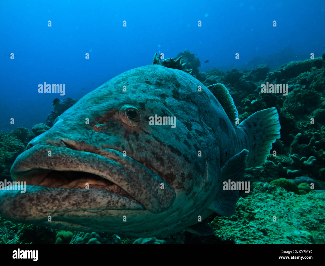 Closeup of Giant Potato cod (Epinephelus tukula) head on the Great Barrier Reef Australia Stock Photo