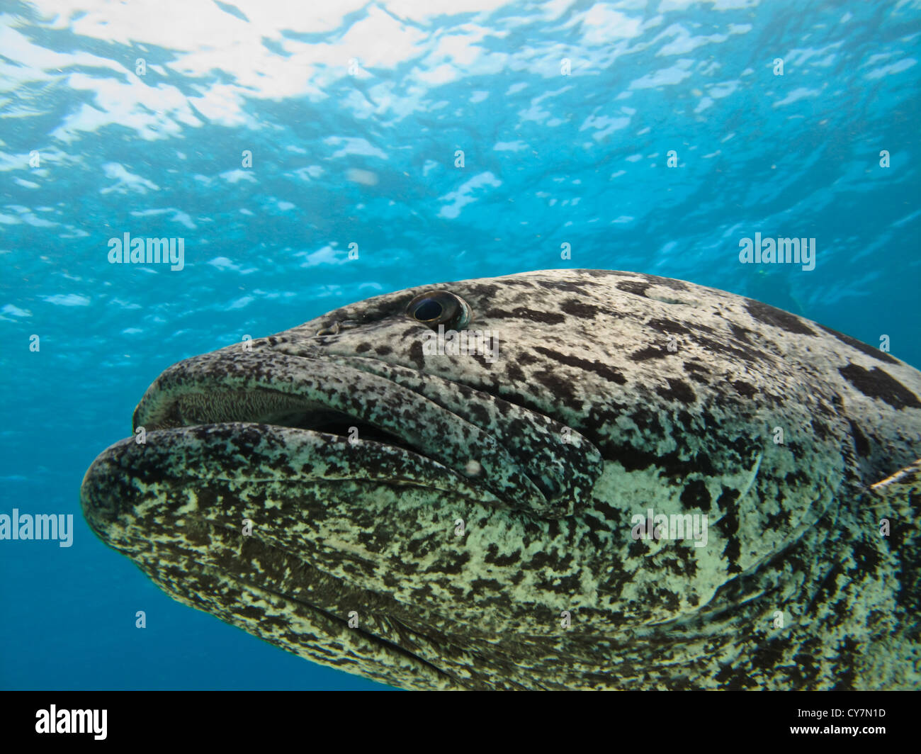 Closeup of face of Giant Potato Cod Epinephelus tukula swimming on the Great Barrier Reef Australia Stock Photo