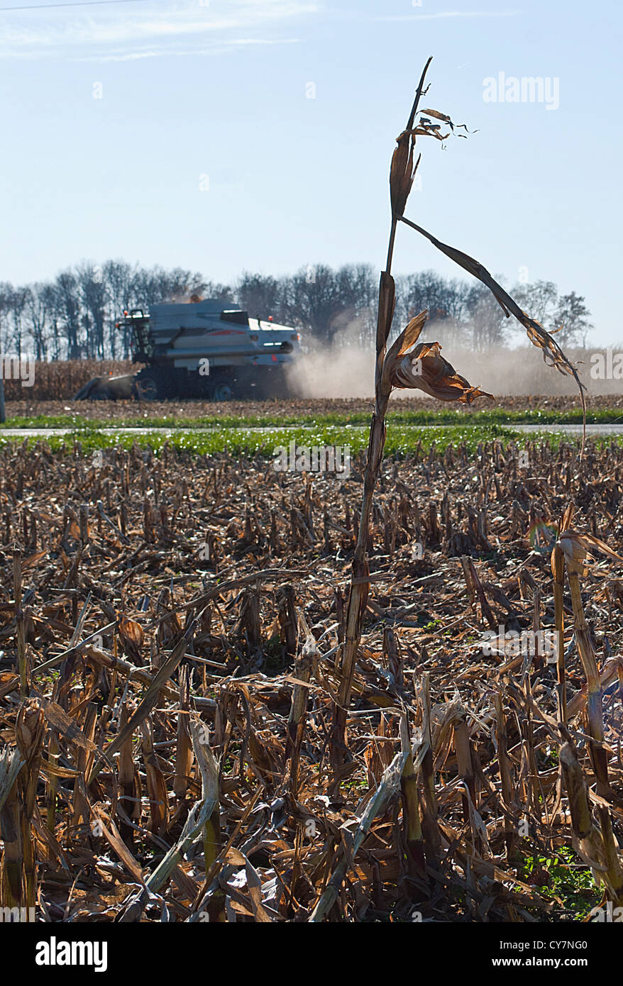 A single corn stalk stands in a harvested field as a combine harvests