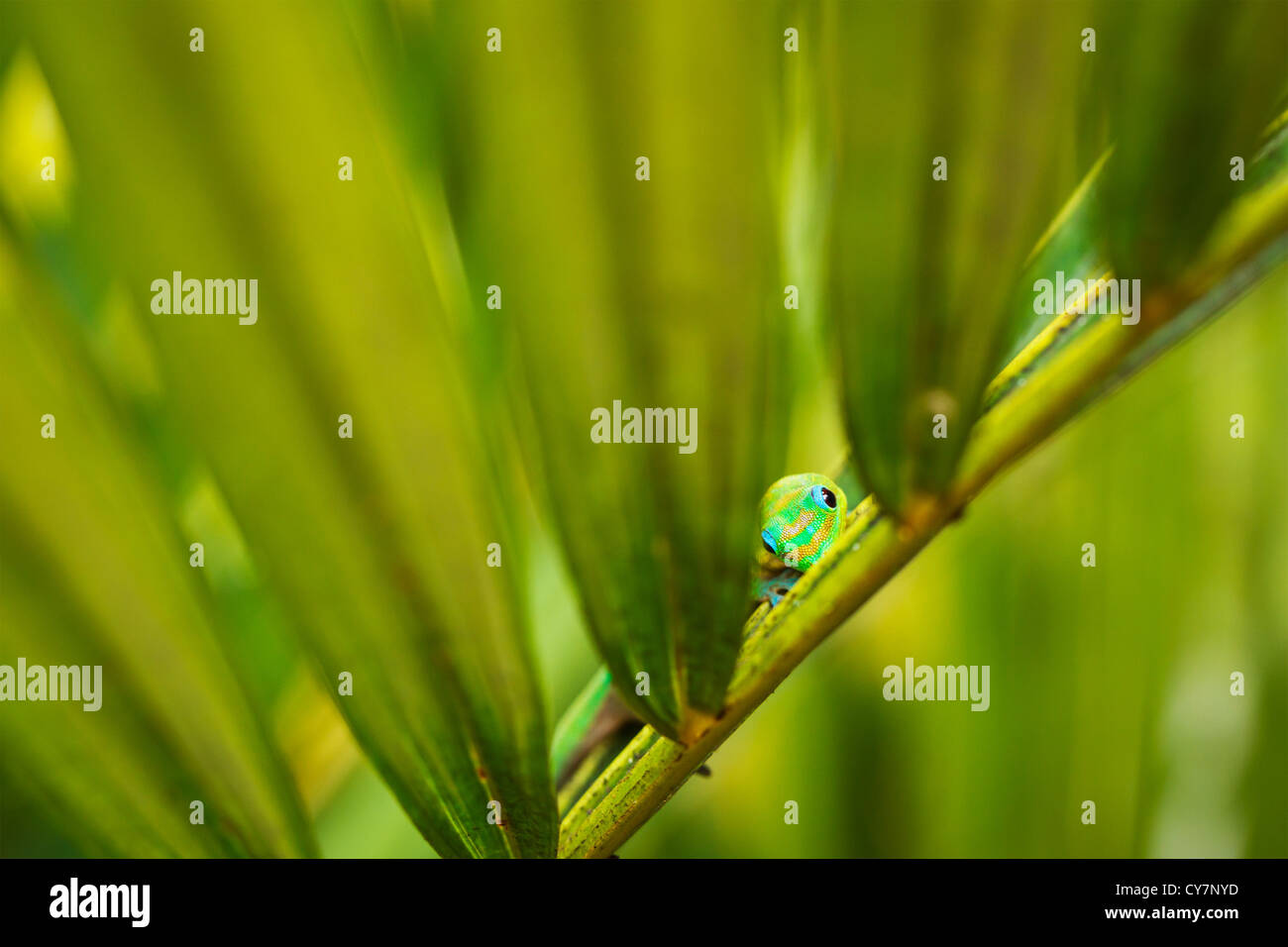 Exotic Green Tropical Lizard Hiding in Lush Fern Stock Photo