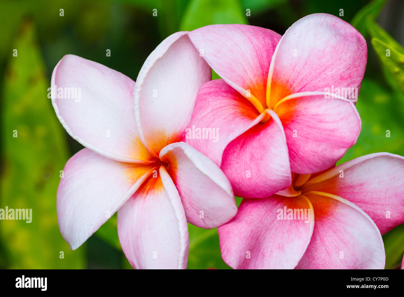 Pink Plumeria Flowers Stock Photo Alamy