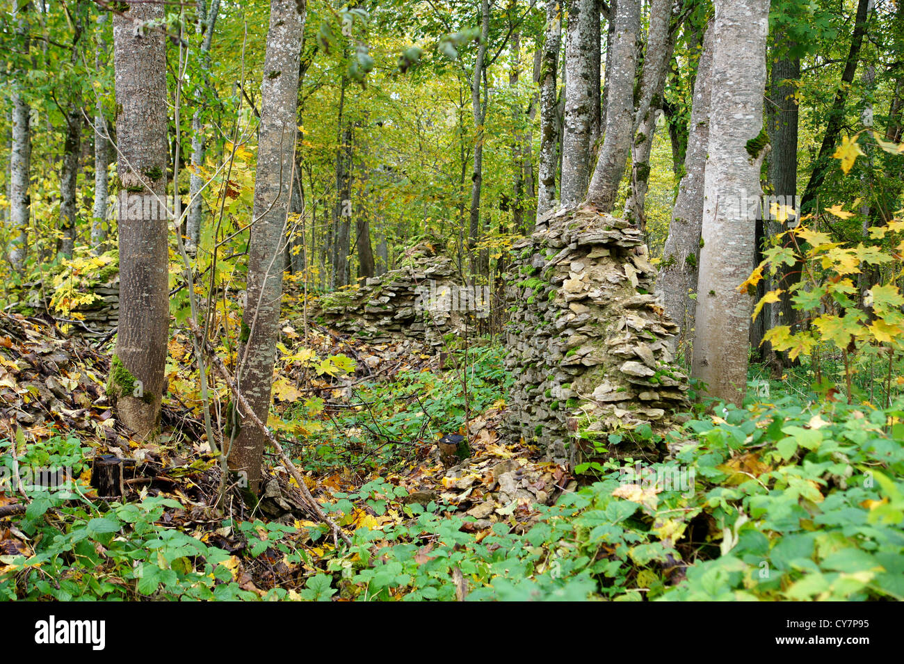 Ruins of an old building in a forest Stock Photo