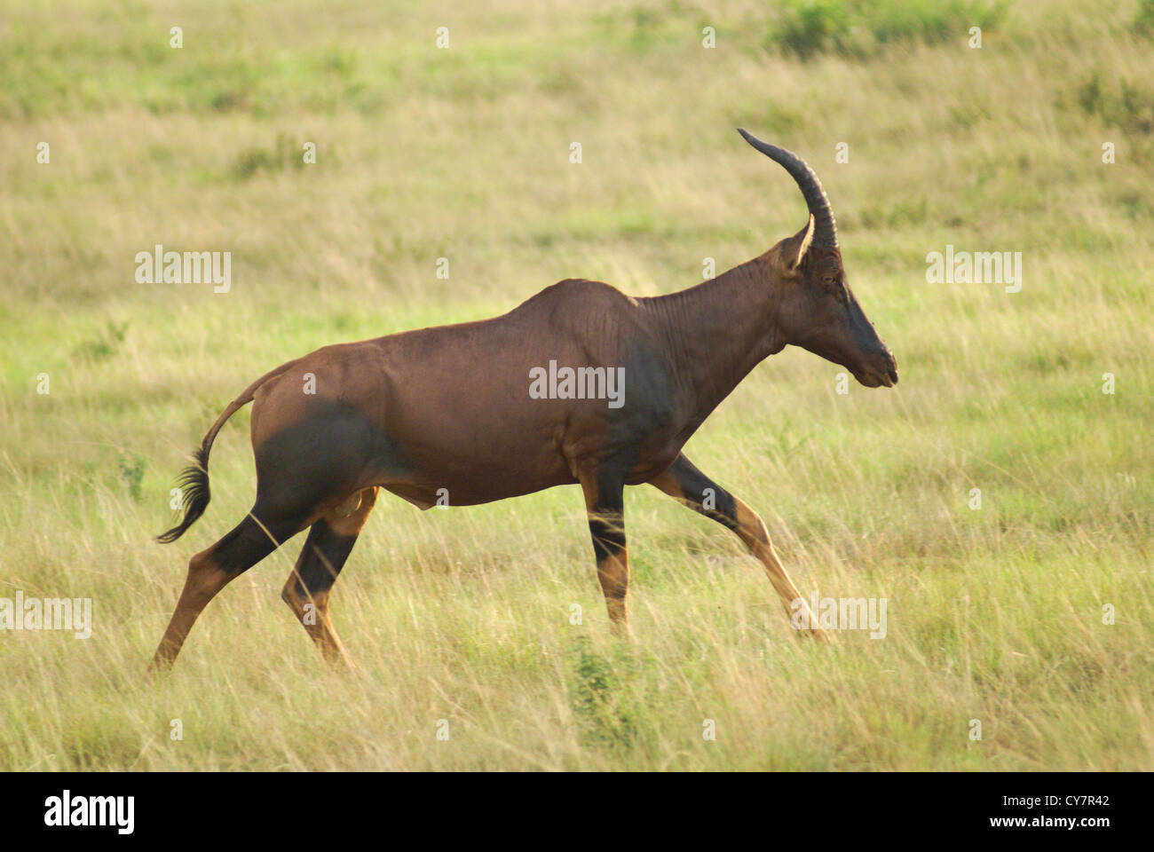 roan antelope (Hippotragus equinus) Photographed at the Queen Elizabeth National Park, Ishasha Sector, Uganda Stock Photo