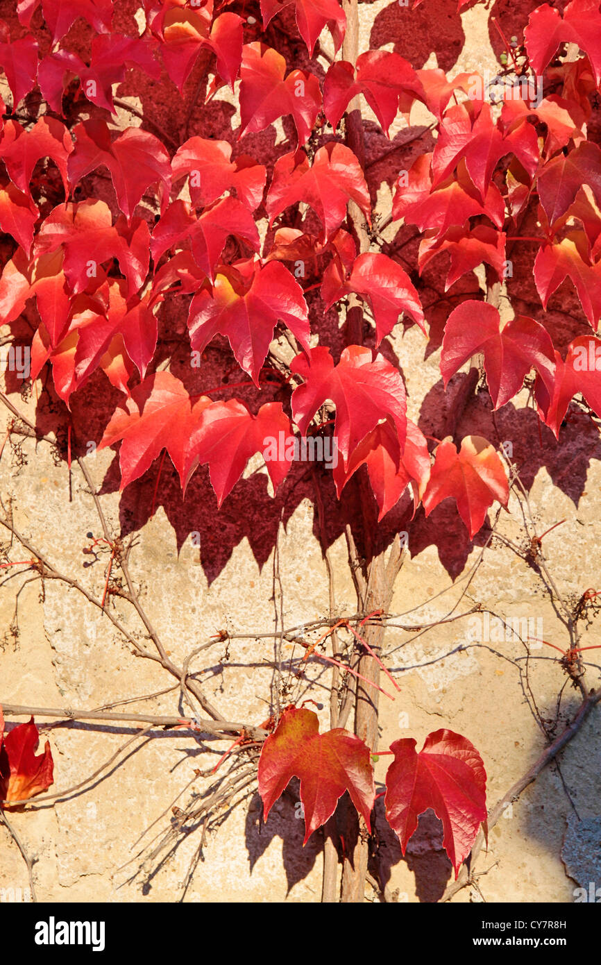 Fall grape leaves and vines hires stock photography and images Alamy